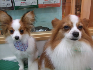 20090310チロリアン9