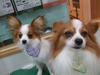 20090310チロリアン10