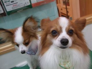 20090310チロリアン11