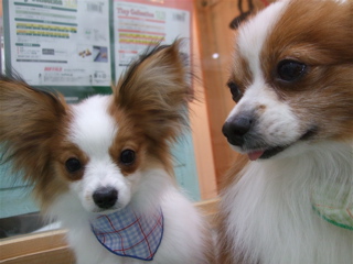 20090310チロリアン12