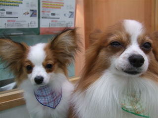 20090310チロリアン13