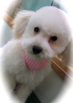 20090312¥×¡õ¥ê2