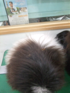 20090317¤·¡õ¤Õ8
