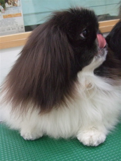 20090317¤·¡õ¤Õ10