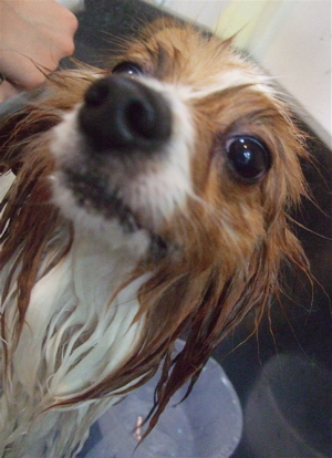 20090319幸1