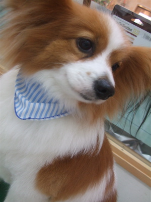 20090319幸5