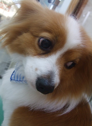 20090319幸6