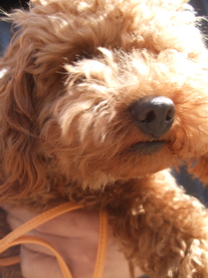 20090328迷い犬1