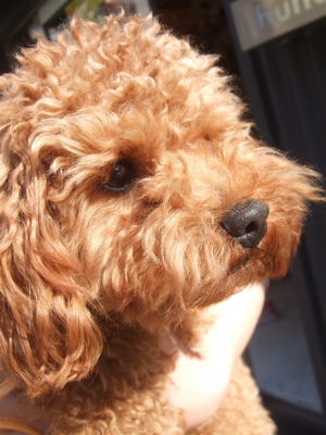 20090328迷い犬3