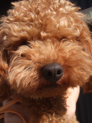 20090328迷い犬4