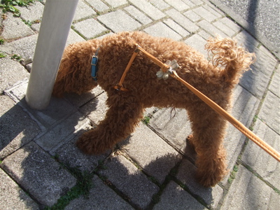 20090328迷い犬8