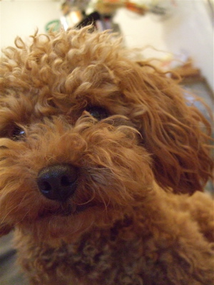 20090328迷い犬くん1