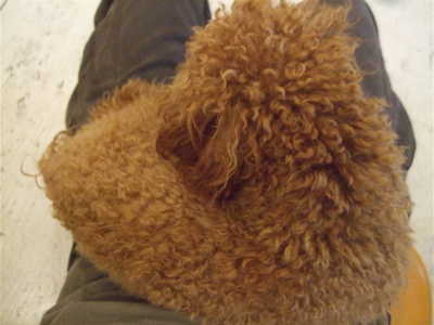 20090328迷い犬くん2