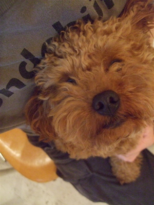 20090328迷い犬くん3