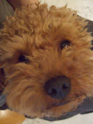 20090328迷い犬くん4