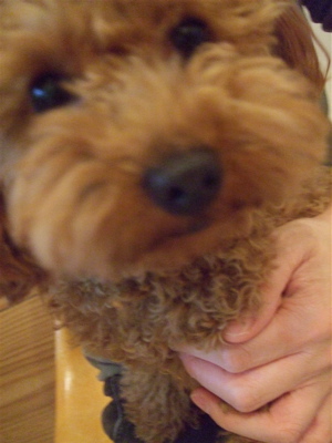 20090328迷い犬くん5