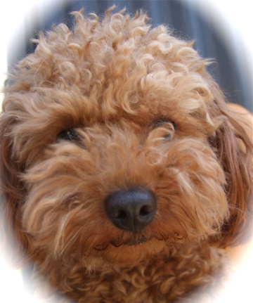20090330迷い犬くん