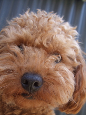 20090330迷い犬くん2