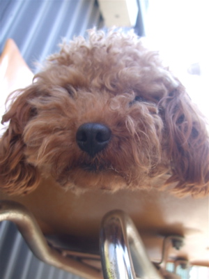 20090330迷い犬くん3