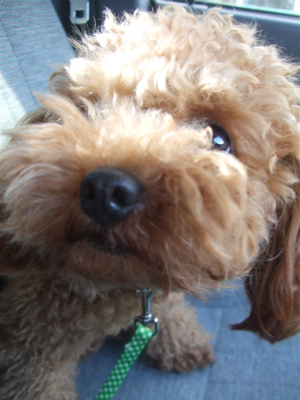20090330迷い犬くん、荒川の土手へ1