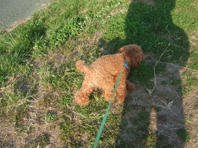 20090330迷い犬くん、荒川の土手へ3