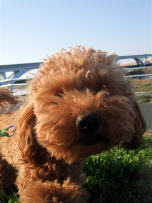 20090330迷い犬くん、荒川の土手へ4