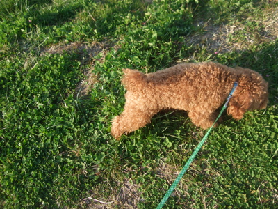 20090330迷い犬くん、荒川の土手へ5