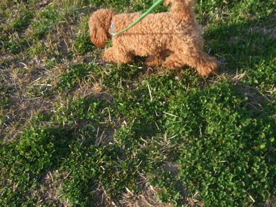 20090330迷い犬くん、荒川の土手へ6