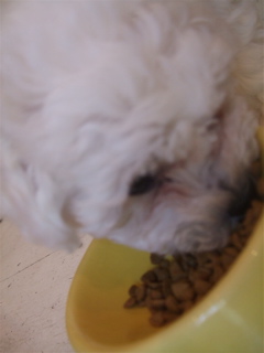 20090502¤´¤Ï¤ó¢ö¤´¤Ï¤ó¢ö1