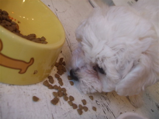 20090502¤´¤Ï¤ó¢ö¤´¤Ï¤ó¢ö3