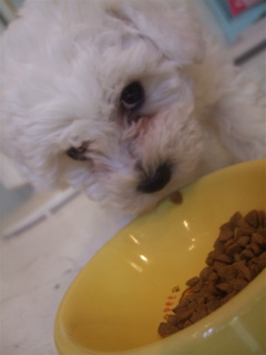20090502¤´¤Ï¤ó¢ö¤´¤Ï¤ó¢ö5