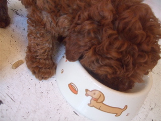 20090502¤´¤Ï¤ó¢ö¤´¤Ï¤ó¢ö6