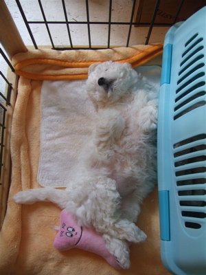 20090502ビションフリーゼのおんなのこちゃん