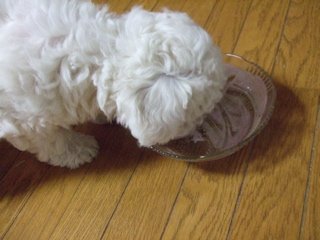 20090507Lets Go!ワクチン!12