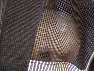20090510¤¤¤Ã¤Ñ¤¤¤¤¤Ã¤Ñ¤¤¤·¤¢¤ï¤»¤Ë¤Ê¤Ã¤Æ¤Í¡Ä1