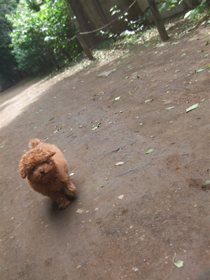 20090519トイプードルのレッドくん2
