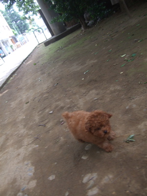 20090519トイプードルのレッドくん3