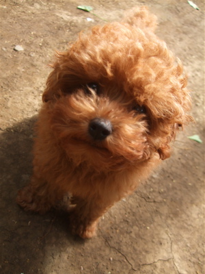 20090519トイプードルのレッドくん4