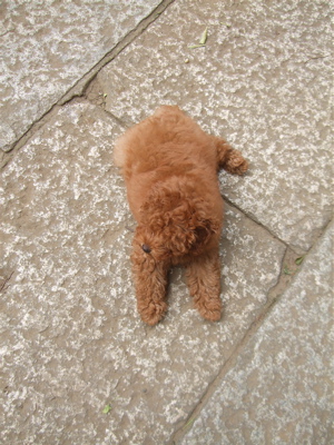 20090519トイプードルのレッドくん6