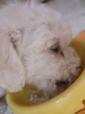 20090521¤´¤Ï¤ó¥Ñ¥¯¥Ñ¥¯1
