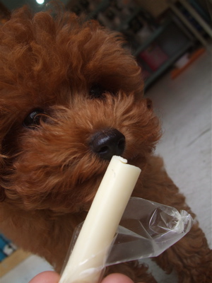 20090521もぐもぐチーズフード トイプードルのレッドくん 3