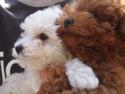 20090522トイプードルのレッドくん&ビションフリーゼのおんなのこちゃん1