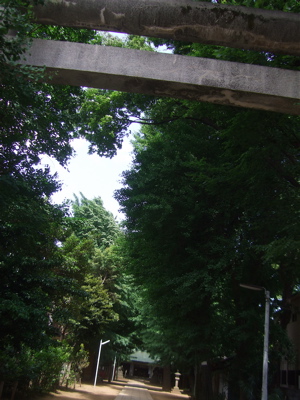20090522トイプードルのレッドくん&ビションフリーゼのおんなのこちゃん2