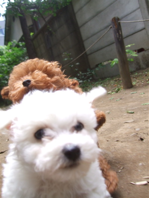 20090522トイプードルのレッドくん&ビションフリーゼのおんなのこちゃん7