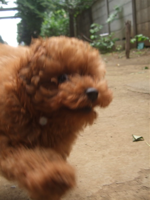 20090522トイプードルのレッドくん&ビションフリーゼのおんなのこちゃん8