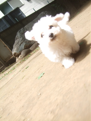 20090522トイプードルのレッドくん&ビションフリーゼのおんなのこちゃん12