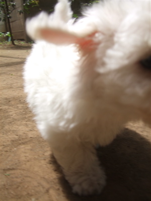 20090522トイプードルのレッドくん&ビションフリーゼのおんなのこちゃん13