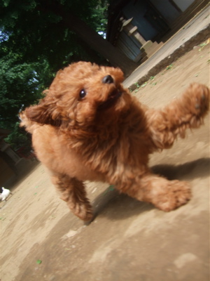 20090522トイプードルのレッドくん&ビションフリーゼのおんなのこちゃん14