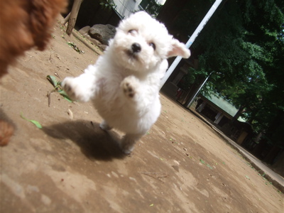 20090522トイプードルのレッドくん&ビションフリーゼのおんなのこちゃん15