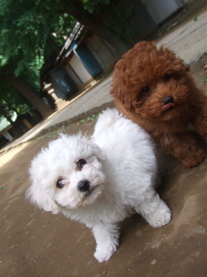 20090522トイプードルのレッドくん&ビションフリーゼのおんなのこちゃん16